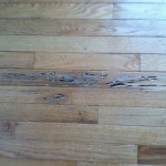 Termite Damage In Wood Floors